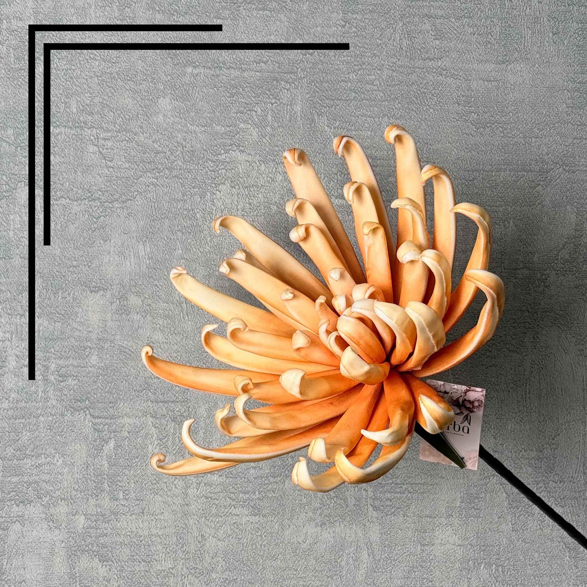 Spider Lilly Orange