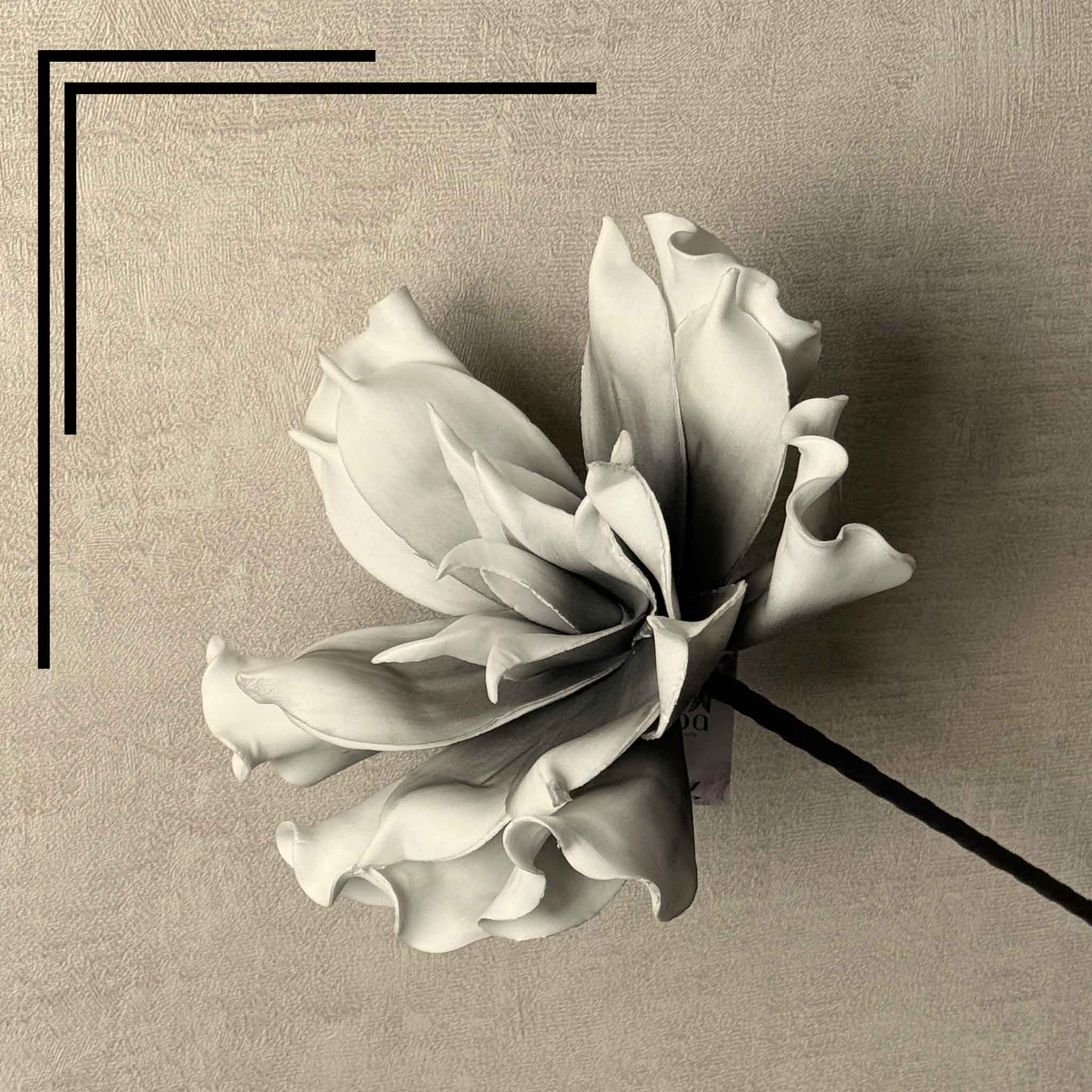 Dahlia White