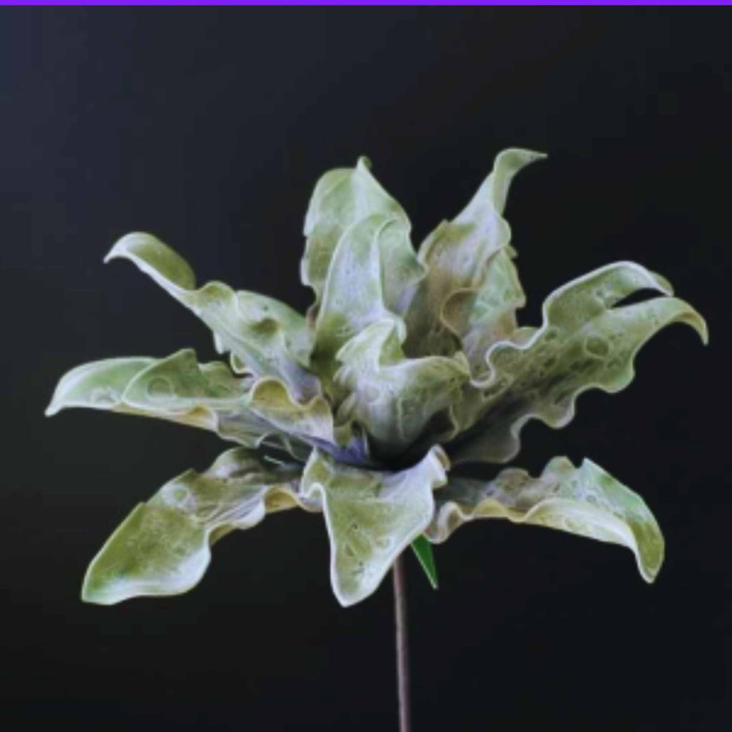 Agave flower