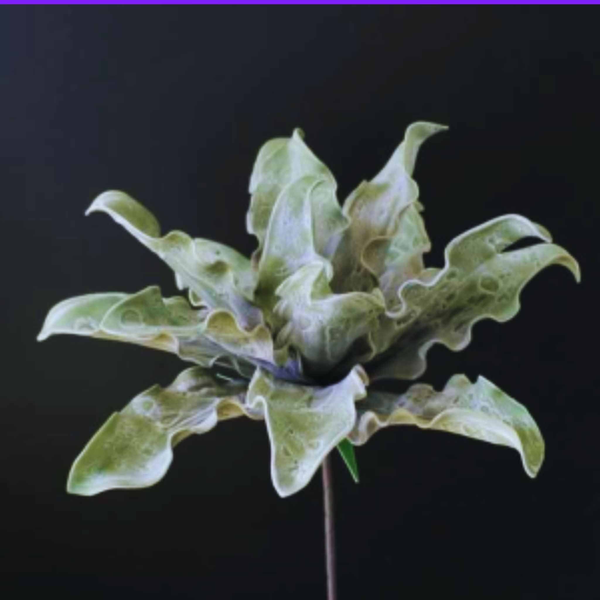 Agave flower