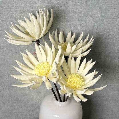 Daisy White