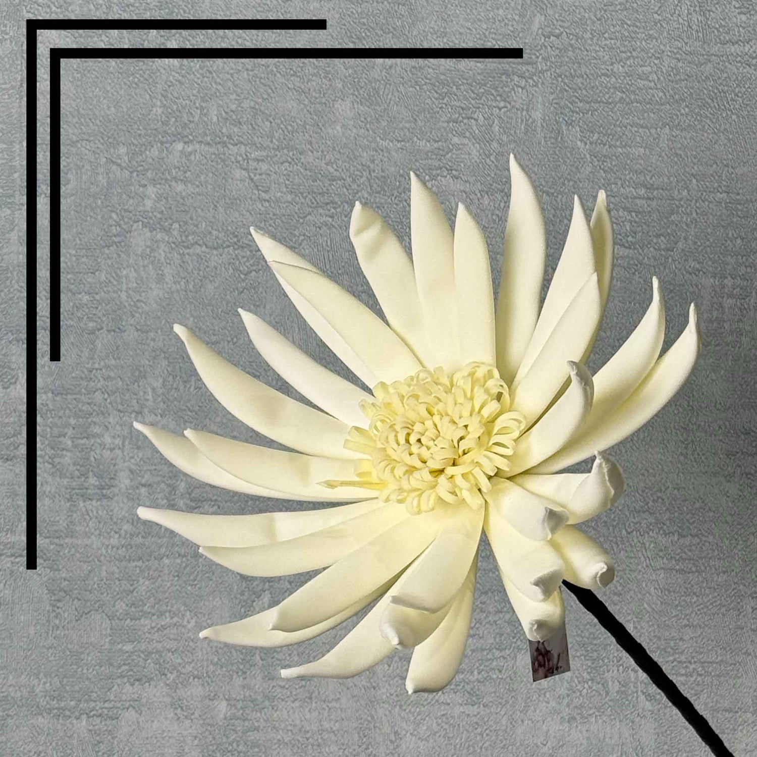 Daisy White